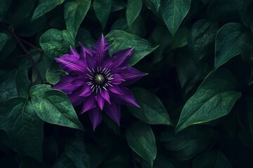Clematis flower blooming in vibrant purple hues, surrounded by lush green foliage