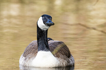 canada goose swimming