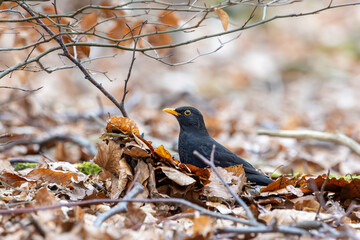 blackbird on a branch