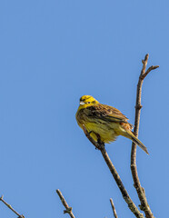 Yellow hammer, bird on a branch