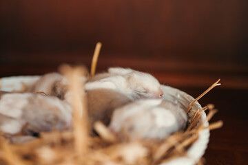 Newborn baby rabbits rest closely together, their eyes closed, in a warm and soft-focus setting.