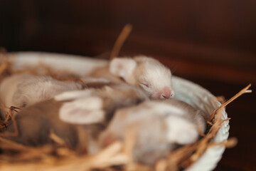 Newborn baby rabbits rest closely together, their eyes closed, in a warm and soft-focus setting.
