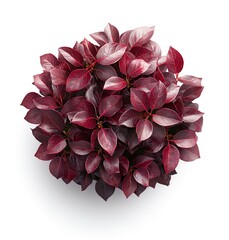 Isolated Alternanthera Plant