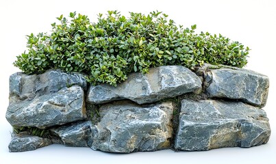 Boxwood Shrub
