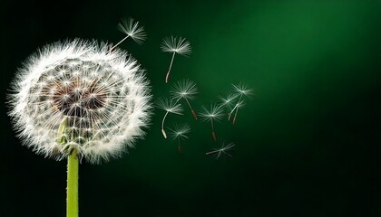 Fototapeta premium Dandelion on dark background. Flying dandelion seeds. 