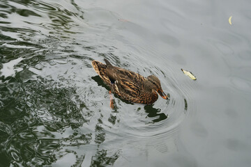 A duck swimming peacefully in a tranquil pond surrounded by greenery