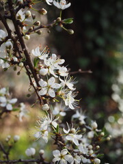 Endrino prunus spinacea en floracion 
