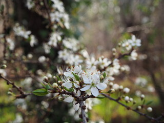 Endrino prunus spinacea en floracion 
