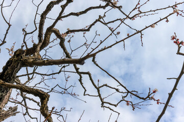 東京散歩　梅満開の浜離宮あたり
