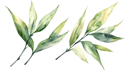 Fototapeta premium Watercolor bamboo leaves illustration with natural tones and delicate textures. A serene botanical design for creative and decorative uses. Isolated on transparent background.