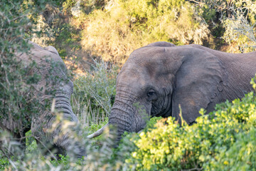 Two Elephants