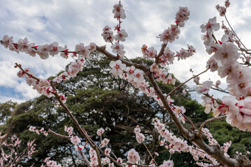 東京散歩　梅満開の浜離宮あたり