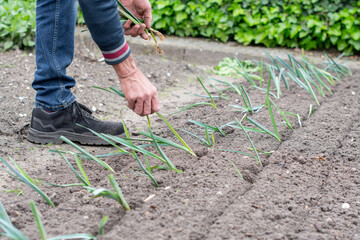 male gardener bending over planting leeks in fertile soil in his vegetable garden with hedge in...