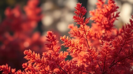 Vibrant Red Autumn Leaves in Soft Sunlight