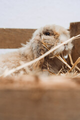 Rabbits in a wooden enclosure, one black and white and the other brown and white, nestled together on a bed of straw in a cozy farm-like setting.