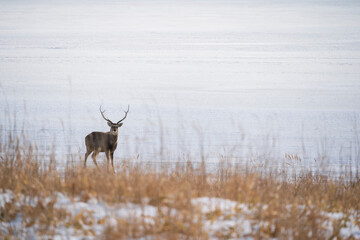 The sika deer (Cervus nippon)