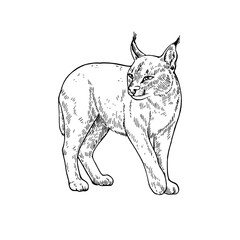 Caracal black and white drawing in ink sketch style. Vector illustration of wildcat isolated on white background.