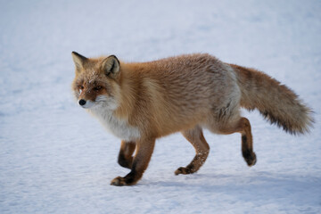 Red fox