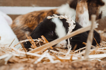 Rabbits in a wooden enclosure, one black and white and the other brown and white, nestled together on a bed of straw in a cozy farm-like setting. © Cornelius Fotografie