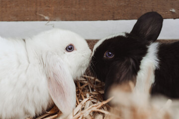 Rabbits in a wooden enclosure, one black and white and the other brown and white, nestled together on a bed of straw in a cozy farm-like setting.