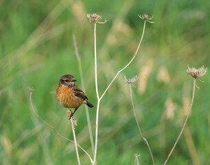 Saxicola rubicola (small songbird) perched on a dry flower against a background of green grass