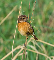 Saxicola rubicola (small songbird) perched on a dry twig against a background of green grass