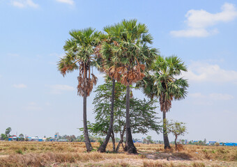 Cluster of Palm Trees in Dry Rural Landscape