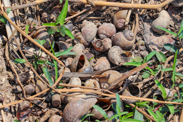 Scattered Snail Shells Among Twigs and Green Plants