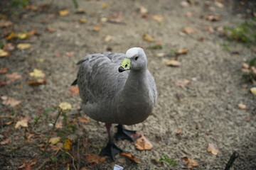 Seagull exploring a sandy area surrounded by autumn leaves by the water