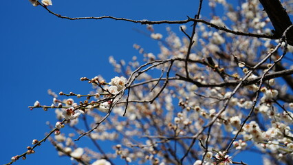 公園の梅の花