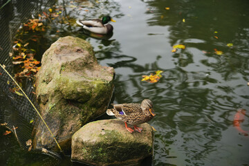Ducks relaxing on rocks beside a tranquil pond in autumn