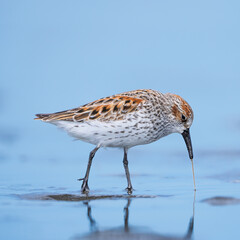 Western Sandpiper (Calidris mauri) with marine worm along the Washington Coast during Spring Migration.