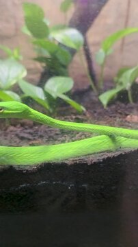 footage of a bright green snake surrounded by lush green plants at OdySea Aquarium in Scottsdale Arizona USA