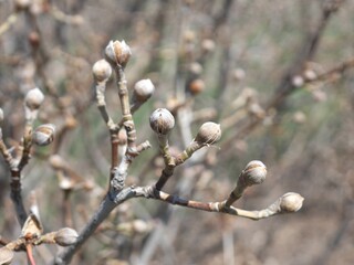 Cornelian Cherry Dogwood tree buds in spring, Colorado