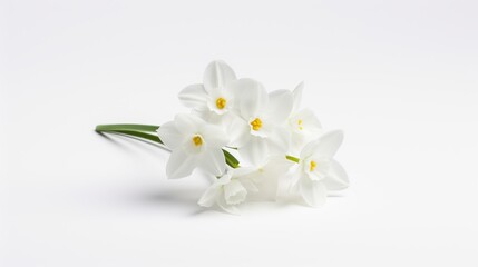 Obraz premium A pure white narcissus flower stands out when isolated against a clean white backdrop, showcasing its elegance and charm.