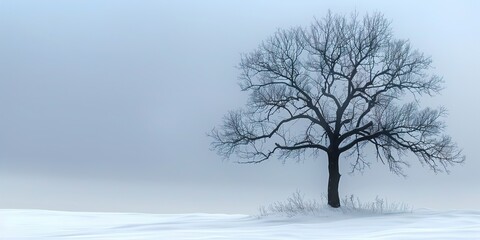 Fototapeta premium tree in snow