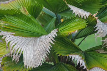 Fiji Fan Palm tree in a garden. (Pritchardia pacifica) Green leave palm tree.