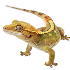 Obraz premium Crested Gecko AI Generated Image