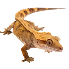 Naklejka premium Crested Gecko AI Generated Image
