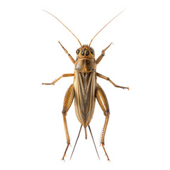 Cricket AI Generated Image