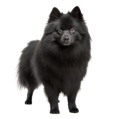 Croatian Sheepdog AI Generated Image