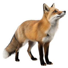 Fototapeta premium Cross Fox AI Generated Image