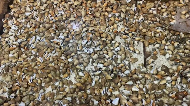 close up of clams or sea snails in a breeding pond. whelk shellfish
