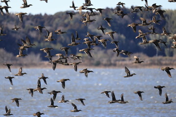 Baikal teal (Sibirionetta formosa), also called the bimaculate duck or squawk duck, is a dabbling duck that breeds in eastern Russia and winters in East Asia. This big floks was photographed in Japan.