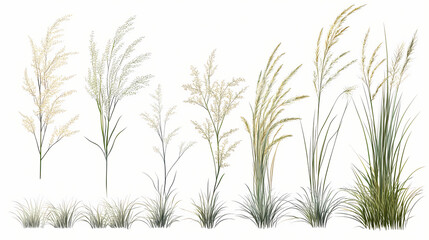 Fototapeta premium Collection of little bluestem grass isolated on transparent canvas. Flourish - Tree. Illustration