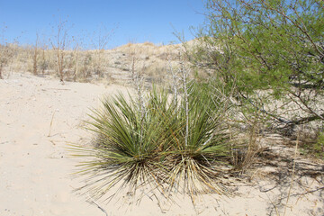 Two plains yucca plants and a honey mesquite tree on a sand dune in spring at Monohans Sandhills...