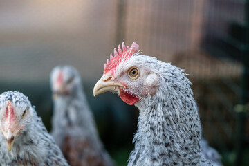 Curious Speckled Gray Hen Peacefully Observing in Natural Rustic Setting
