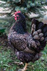 Curious Speckled Sussex Hen Foraging Naturally in Green Garden Setting
