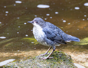 British wild bird. Dipper fishing at a stream.