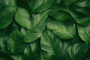 Obraz premium Tropical green leaves forming lush natural background texture